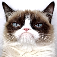 grumpycat's Photo