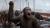monkey's Photo